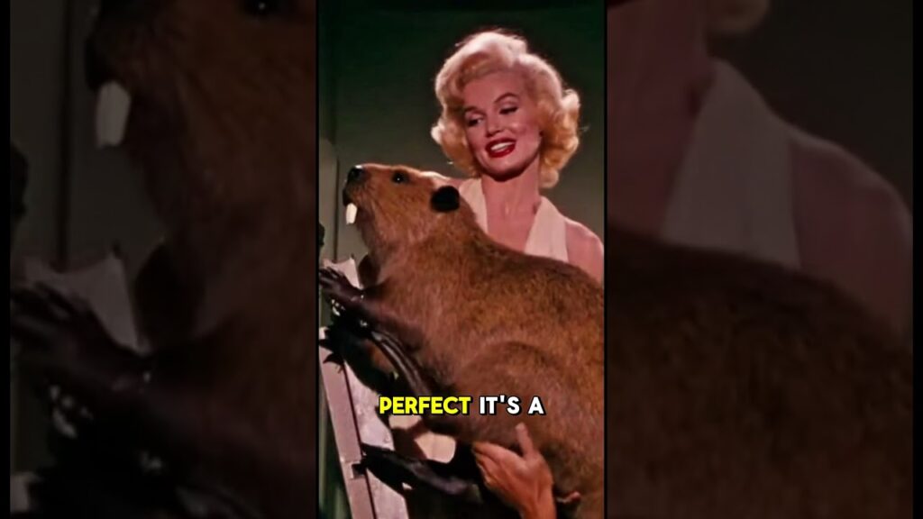 The Beaver Incident: Why Jackie Hated Marilyn π¦«π (Rewriting Hollywood) #marilynmonroe The Beaver Incident: Why Jackie Hated Marilyn π¦«π (Rewriting Hollywood) #marilynmonroe
