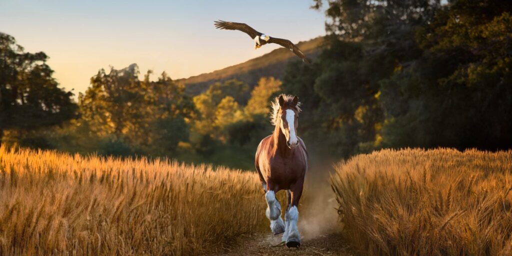 Super Bowl LX Ads Lean on Comedy and Celebrity in a Volatile Climate Super Bowl LX Ads Lean on Comedy and Celebrity in a Volatile Climate