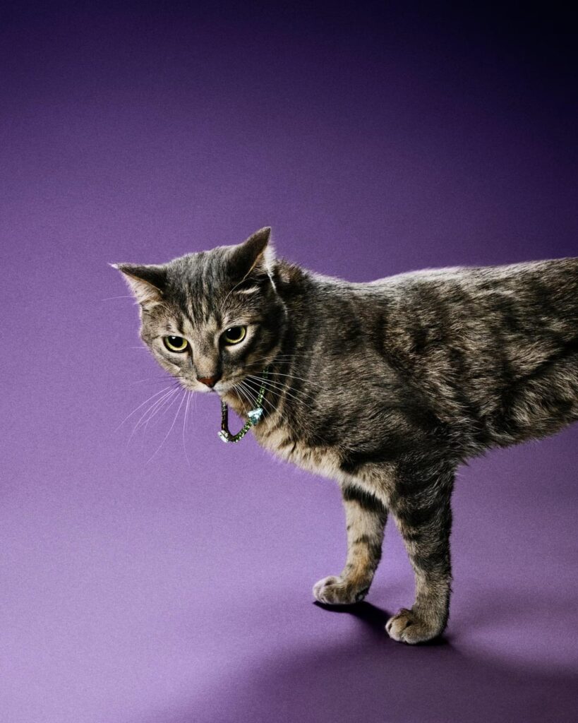 W Magazine’s “Meet The Best Animal Actors of The Year” featuring Noochie from ‘Sorry, Baby’, Bing from ‘The Friend’, Jake from ‘Sinners’, Creature from ‘Die My Love’, Bertha from ‘Lurker’, Indy from ‘Good Boy’, Moose, Luna, and Listo from ‘Echo Valley’, and Tonic from ‘Caught Stealing’