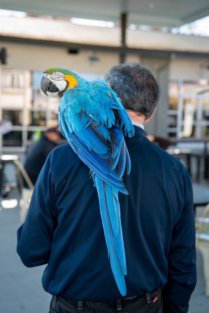 A rear view of the full length of a blue and gold Macaw's feathers