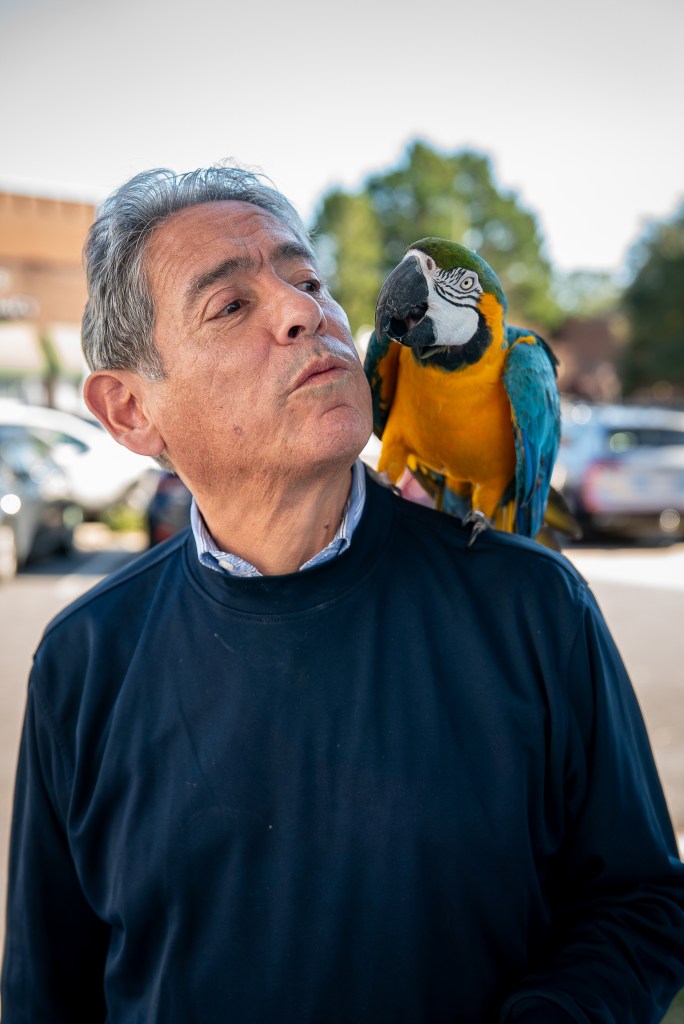 A blue and gold Macaw sits on a man's shoulder