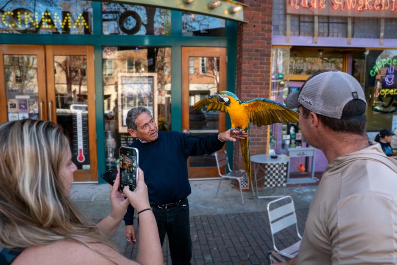 A blue and gold Macaw spreads his wings while being photographed perched on his owner's hand