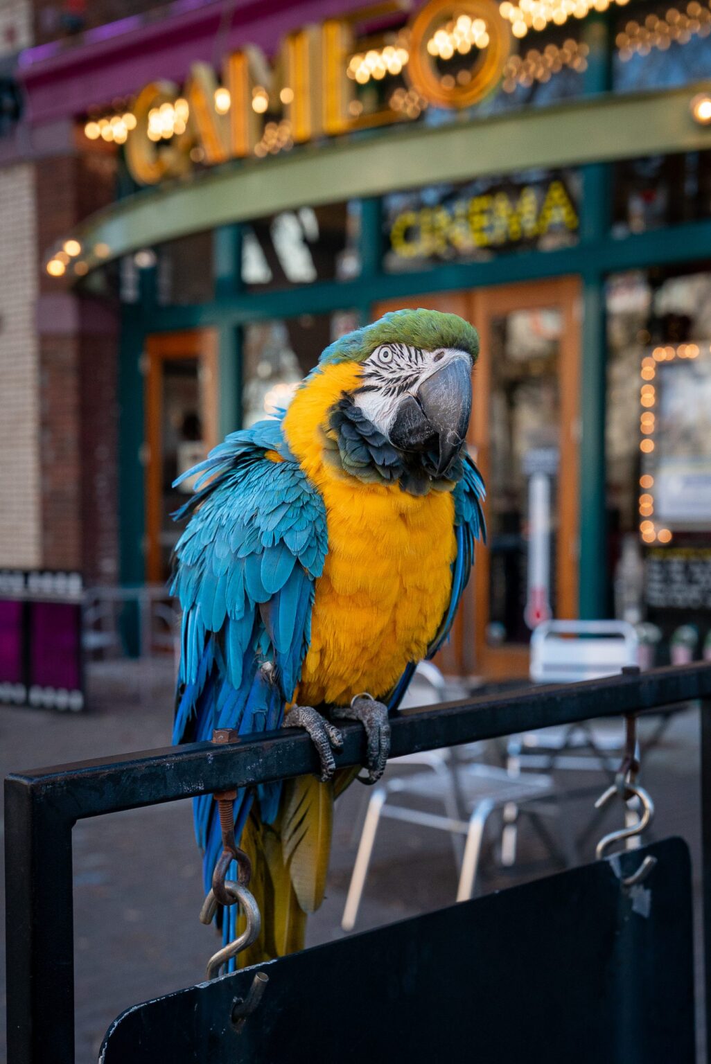 The Unlikely Duo Who Became Local Celebrities