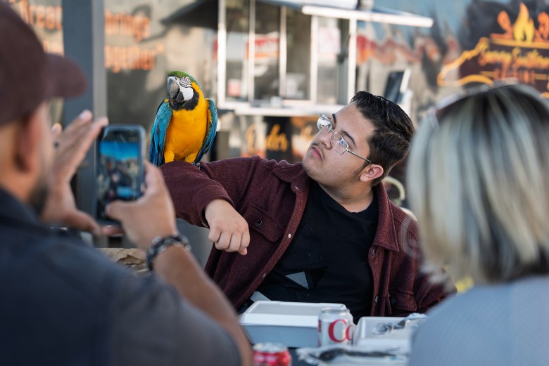 A blue and gold Macaw is perched on a man's arm