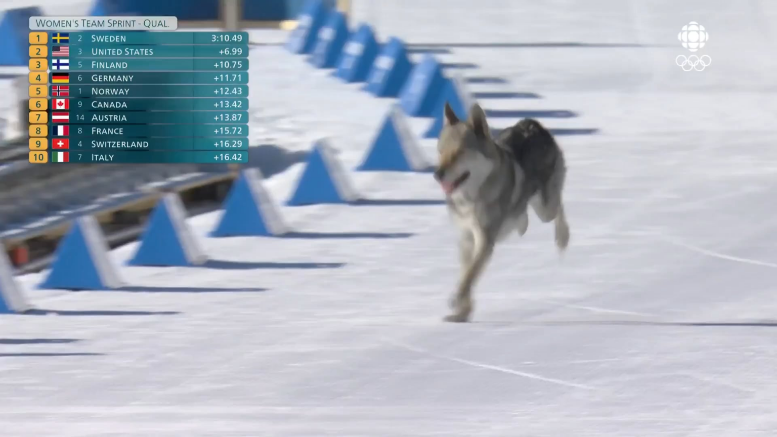 Dog on the course at Olympic women’s team sprint skiing. The late entry closes strong at the cross country finish line!