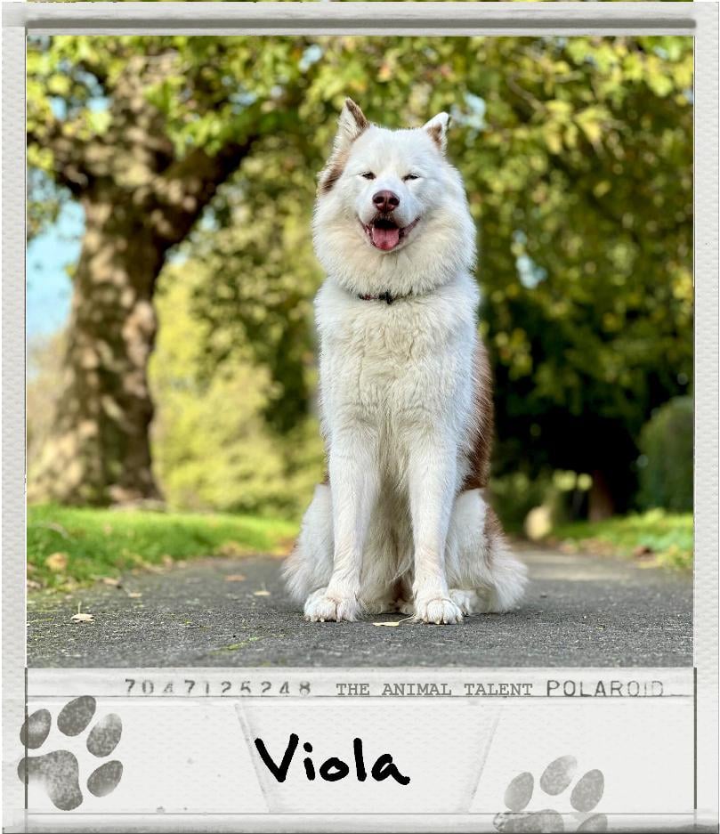 Meet Viola - the showstopper husky who appeared in films 🐾