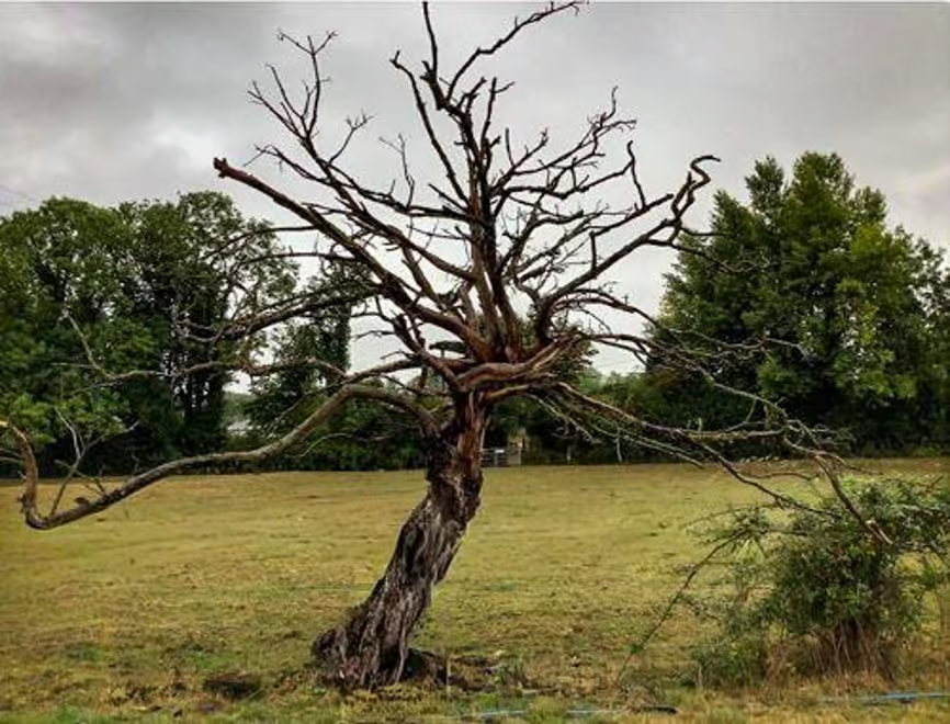 Dead Tree Given New Life on Narnia Film Set - NarniaWeb