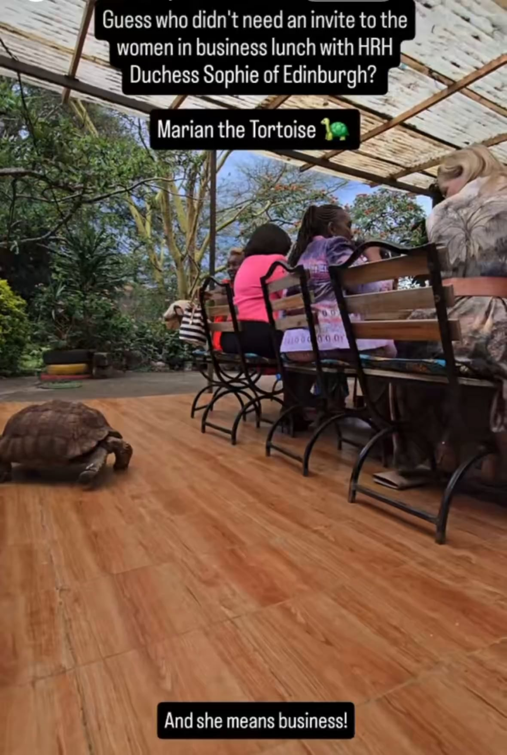 Marian the tortoise demands scratches from the Duchess of Edinburgh during a lunch in Kenya (also TIL the Edinburghs also have a pet tortoise?)