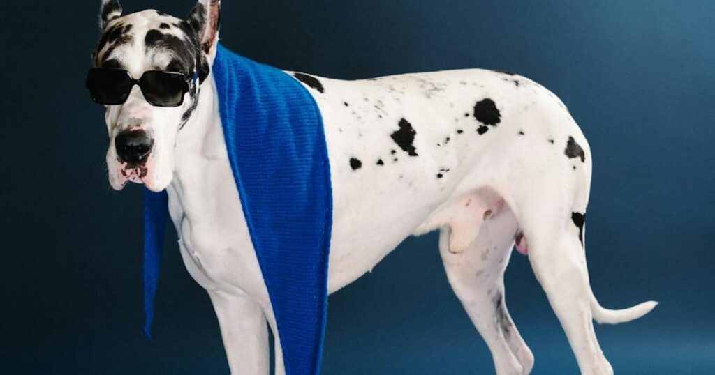 Meet the Best Animal Actors of the Year - From dazzling dogs to scene-stealing sheep, these performers proved they've got the talent—and the neuroses—of any A-list actor.