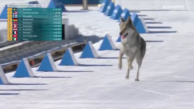 Good boi husky races with the cross-country skiers at Winter Olympics, loses but steals the show