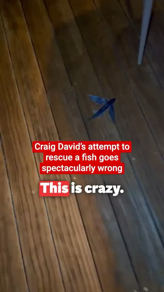 Singer Craig David shares a video of himself trying to rescue a flying fish in the Maldives