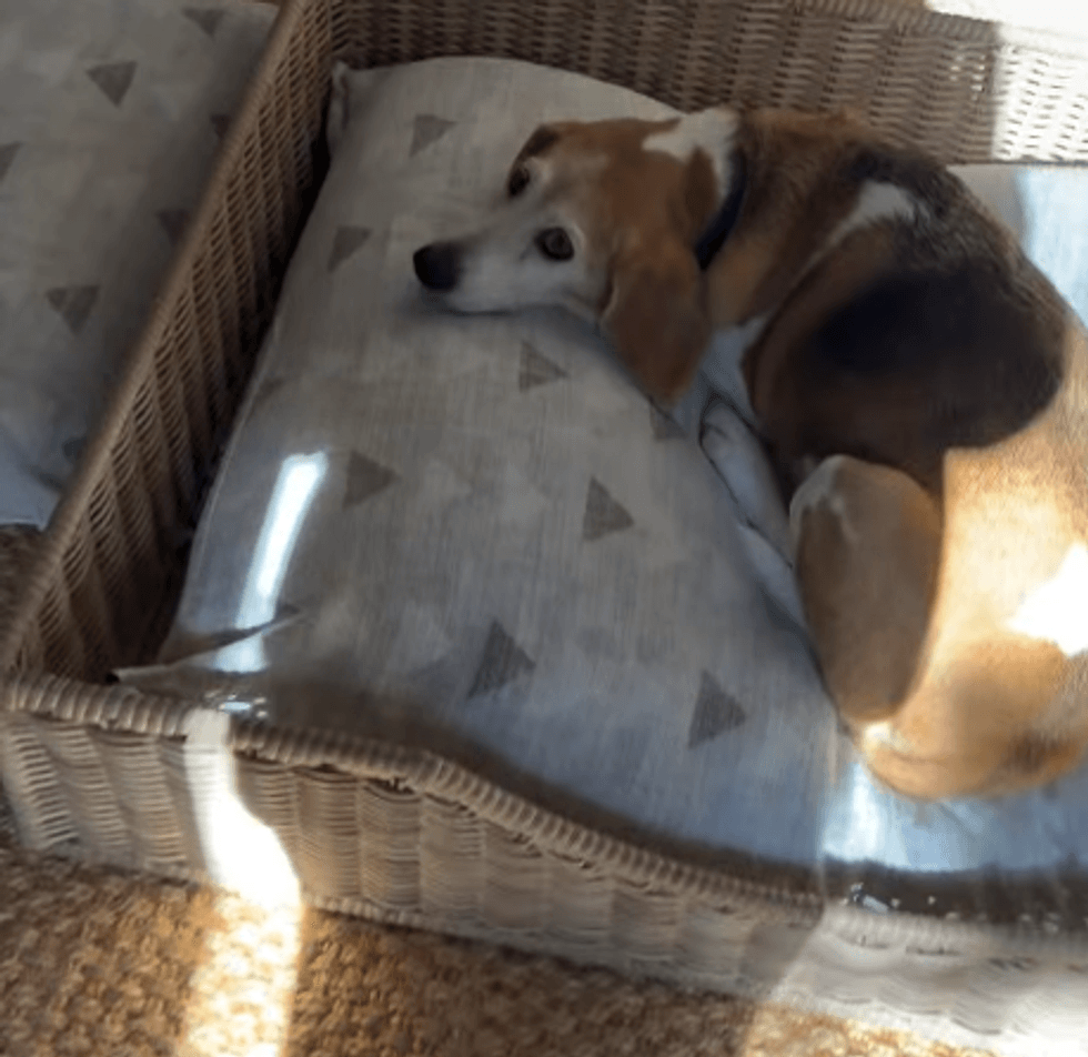 Beagle