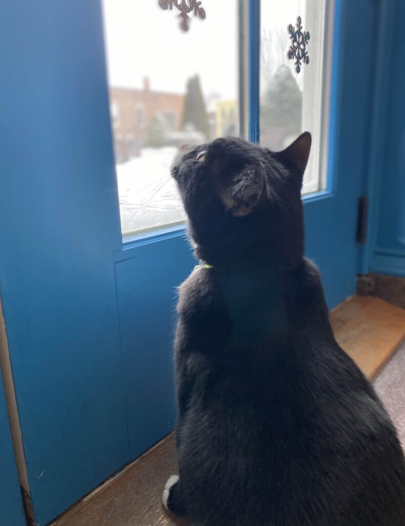 David A. Meow: Wellsville's celebrity library cat