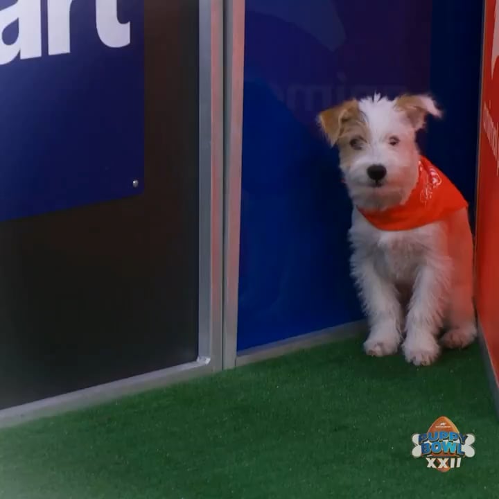 Nervous Remy Wins the Underdog Award at Puppy Bowl XXII 🐶