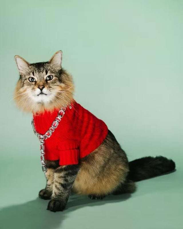 Tonic from ‘Caught Stealing’, Noochie from ‘Sorry, Baby’, Bing from ‘The Friend’, Creature from ‘Die my Love’ and more for W Magazine’s Best Animal Actors of the Year issue