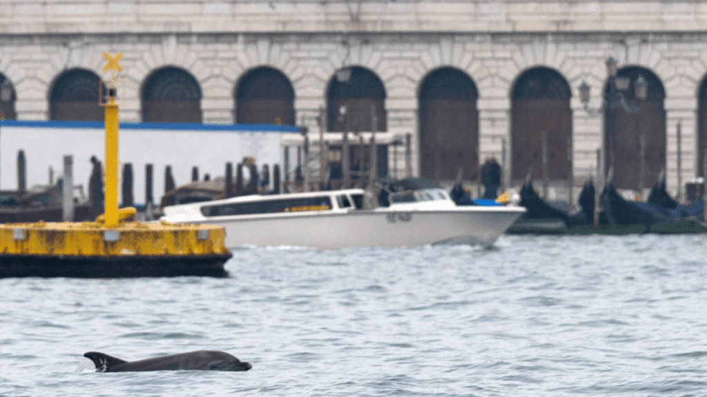 Humans pose the biggest risk to Venice’s celebrity dolphin