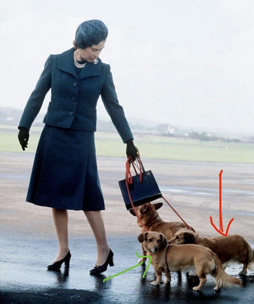 Anyone familiar with the late QEII corgis that can identify the name of these two?