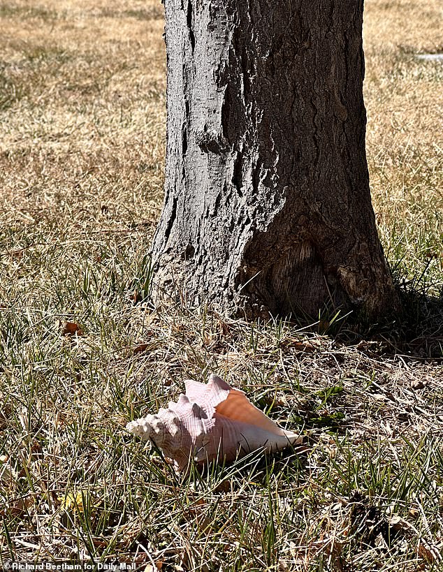 This is the unmarked plot - with only a conch shell - under a tree at Rivera Funerals, Cremations and Memorial Garden in Santa Fe, New Mexico, a year after the Hackman and Arakawa's deaths