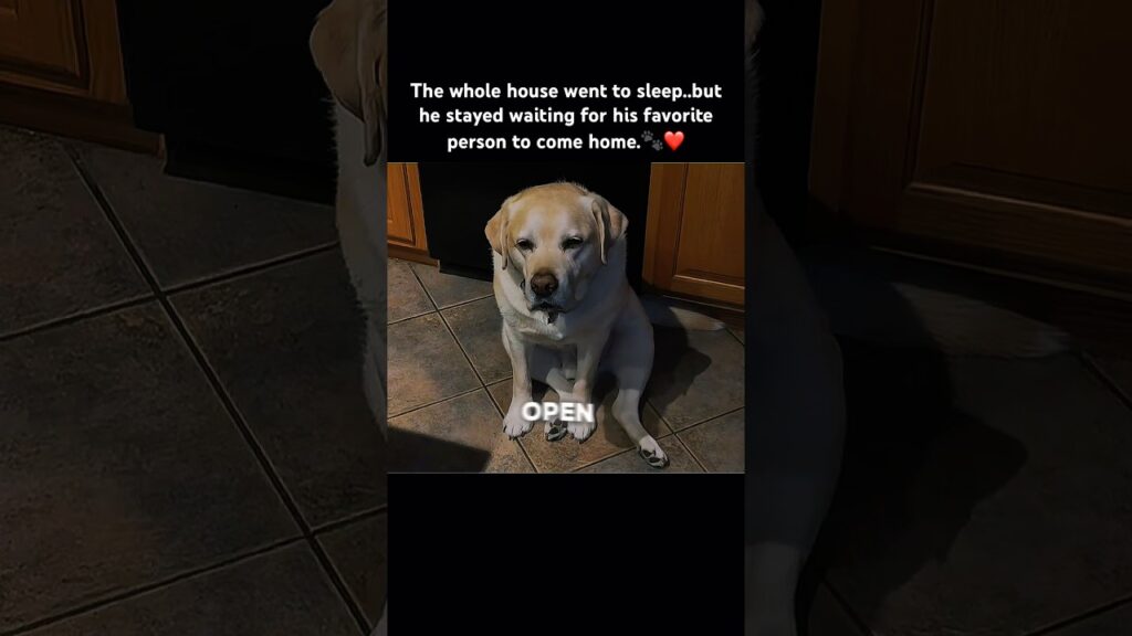 Would your dog do this ? #shorts #dogs #loyalty #viral #love