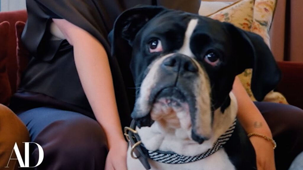 Meet Norman š¾ Kate Upton & Justin Verlanderās Family Dog Meet Norman š¾ Kate Upton & Justin Verlanderās Family Dog