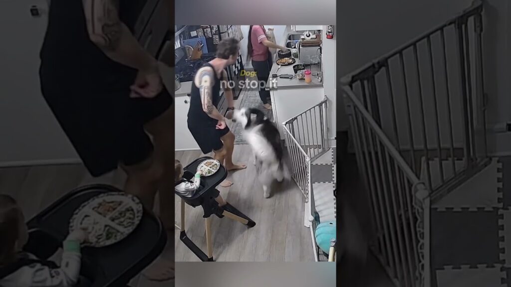 When dog protects food from dad...
