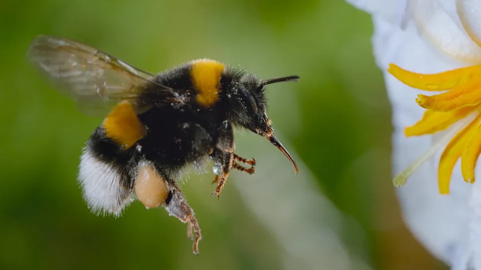 Wildlife filmmaker Bertie Gregory says the best way to help bees is to plant wild flowers (National Geographic)