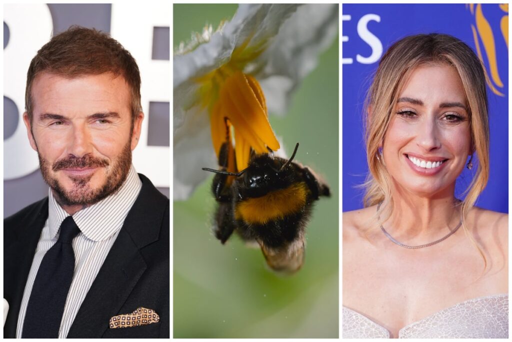 David Beckham and Stacey Solomon warned celebrity beekeeping ‘may do more harm than good’