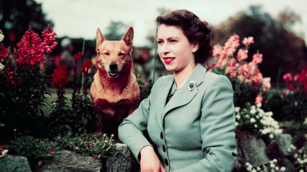 Queen Elizabeth’s favourite dog in danger of being banned - The Times