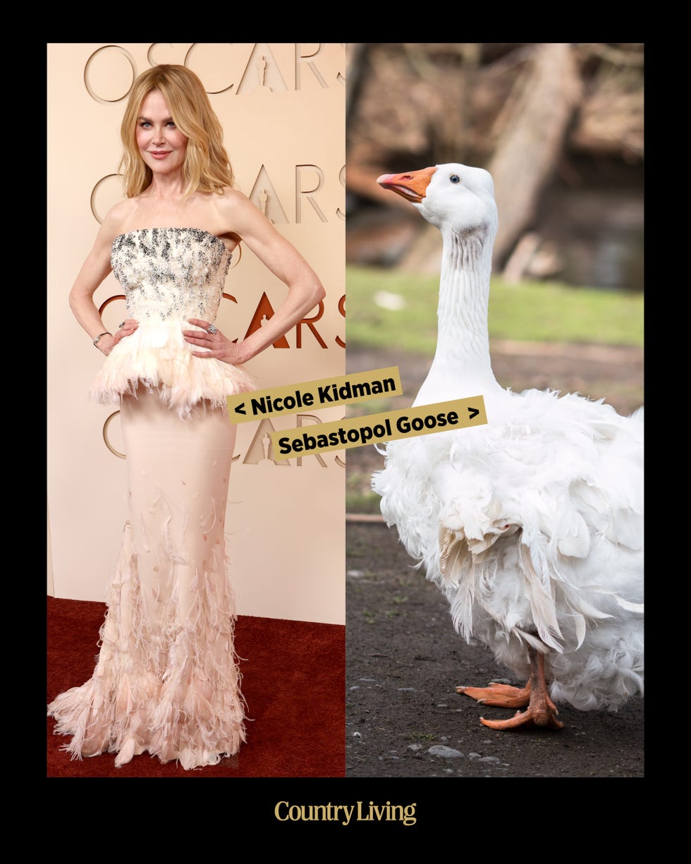 Comparison of a woman in a creative dress and a Sebastopol goose.