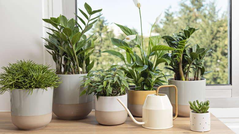 Collection of various home plants. Home gardening, greenery, interior design with plants, hobby concept