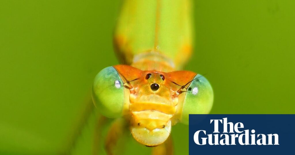 Week in wildlife: a flying rodent, a duty-free possum and an emerald viper - The Guardian