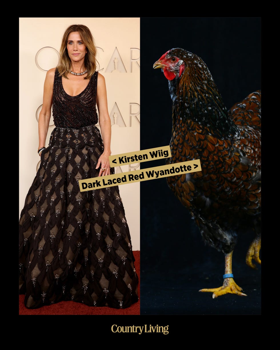 A woman in a glamorous dress alongside a Dark Laced Red Wyandotte chicken.