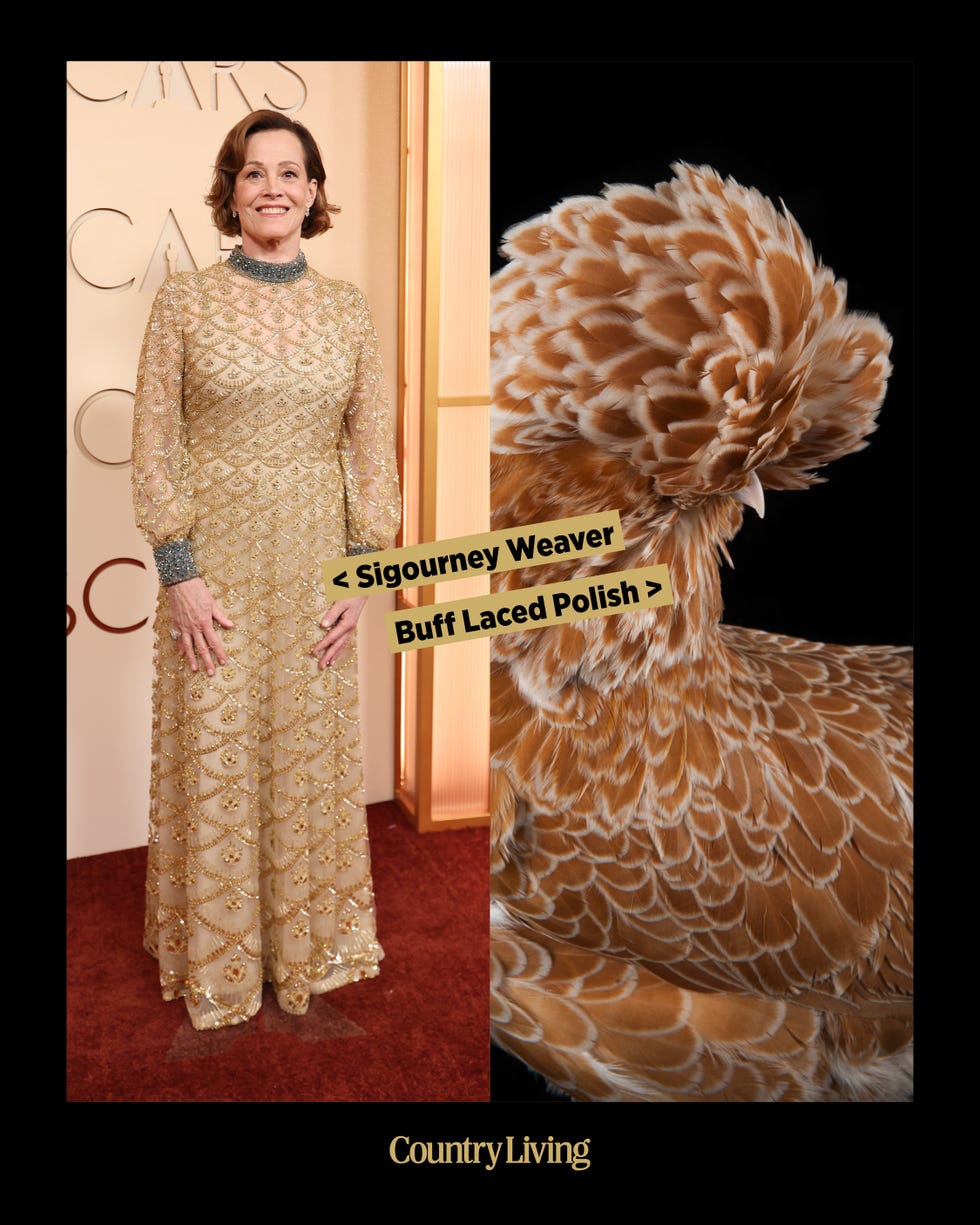 Woman in a gold embellished gown stands alongside a close-up of a Buff Laced Polish chicken.