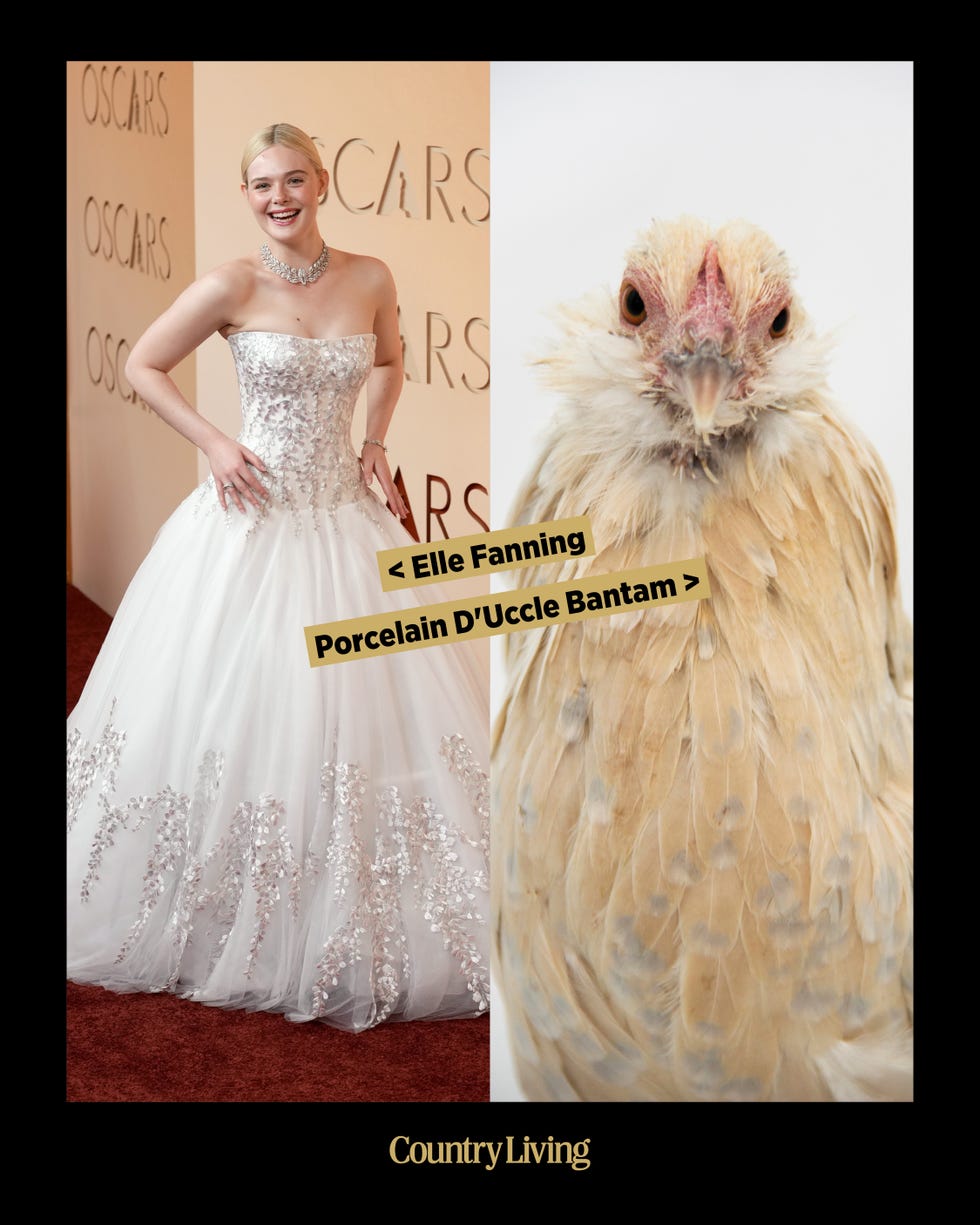 Fashion and poultry comparison.