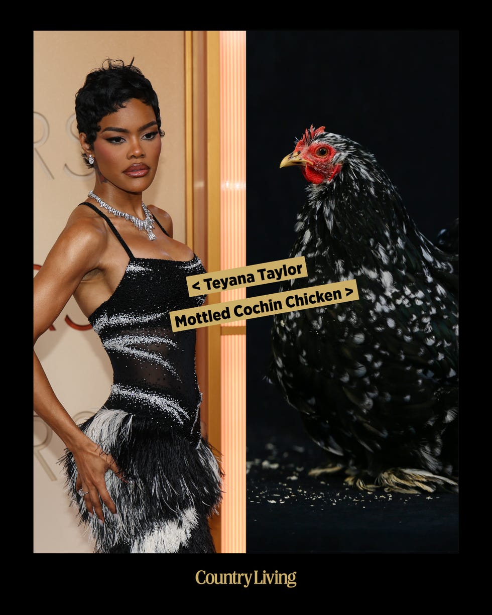 A celebrity alongside a Mottled Cochin Chicken, featuring text labels.