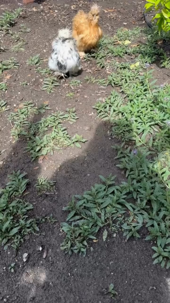 Meghan shares new Instagram video of Lilibet petting their silkie chickens