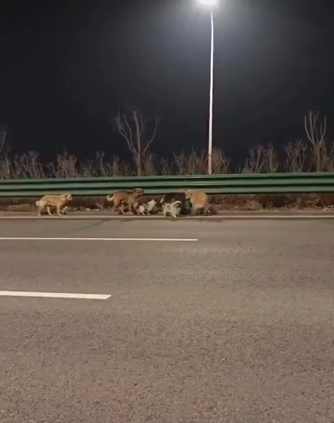 Some happy news for a change… Seven dogs stolen from their owners have gone viral after escaping from an illegal transport truck and making their way home. They traveled 10.5 miles/17 km together, led by a corgi across highways and fields, now safely back with their respective owners.