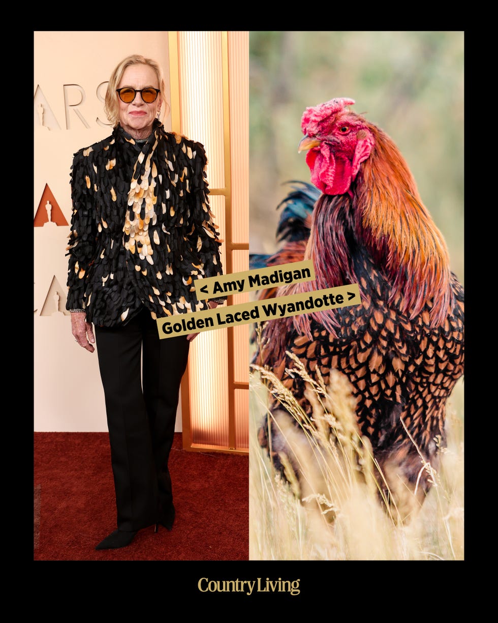 Side-by-side comparison of a person in a textured jacket and a Golden Laced Wyandotte chicken.