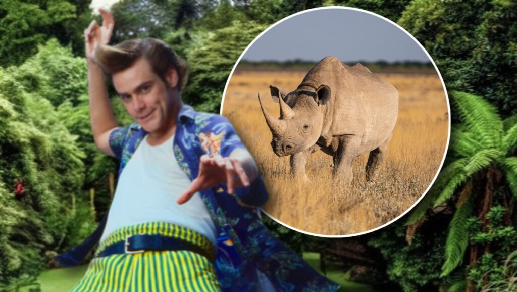 The ‘Ace Ventura: When Nature Calls’ Mechanical Rhino From THAT Scene Is For Sale The 'Ace Ventura: When Nature Calls' Mechanical Rhino From THAT Scene Is For Sale