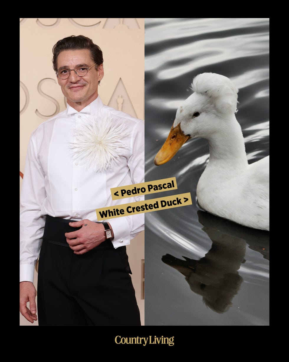 Comparison of a dressed individual and a white crested duck.