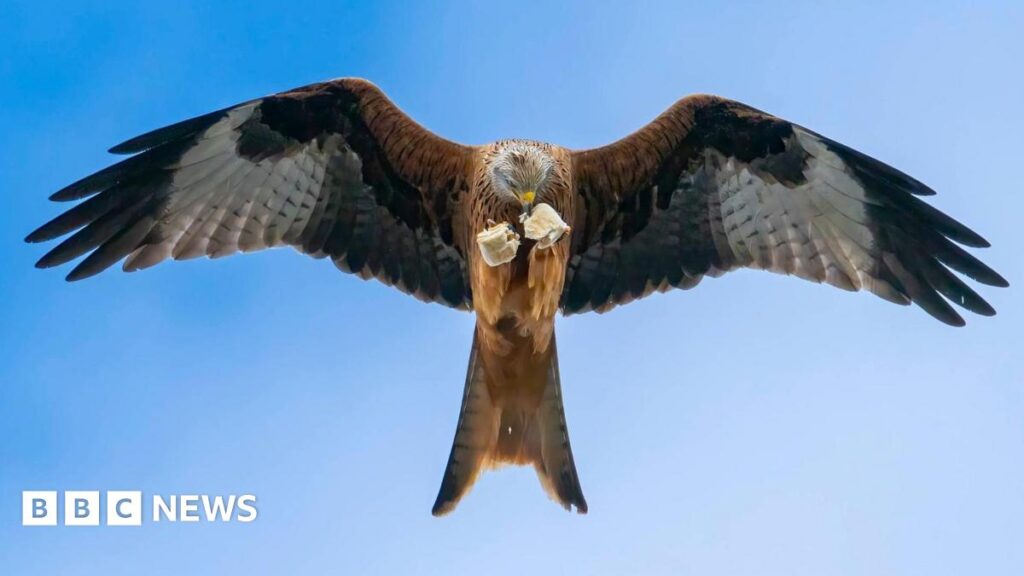 A red kite is pictured soaring through a blue sky from below. It's holding what appears to be a sausage roll in its talons, which is torn into two separate pieces.