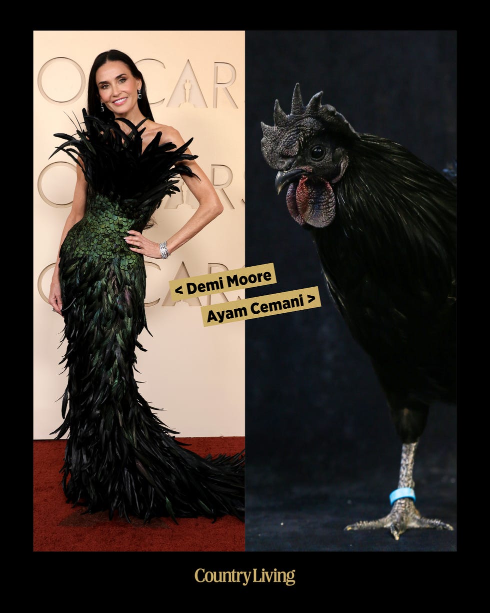 A person in a feathered dress next to an Ayam Cemani chicken.