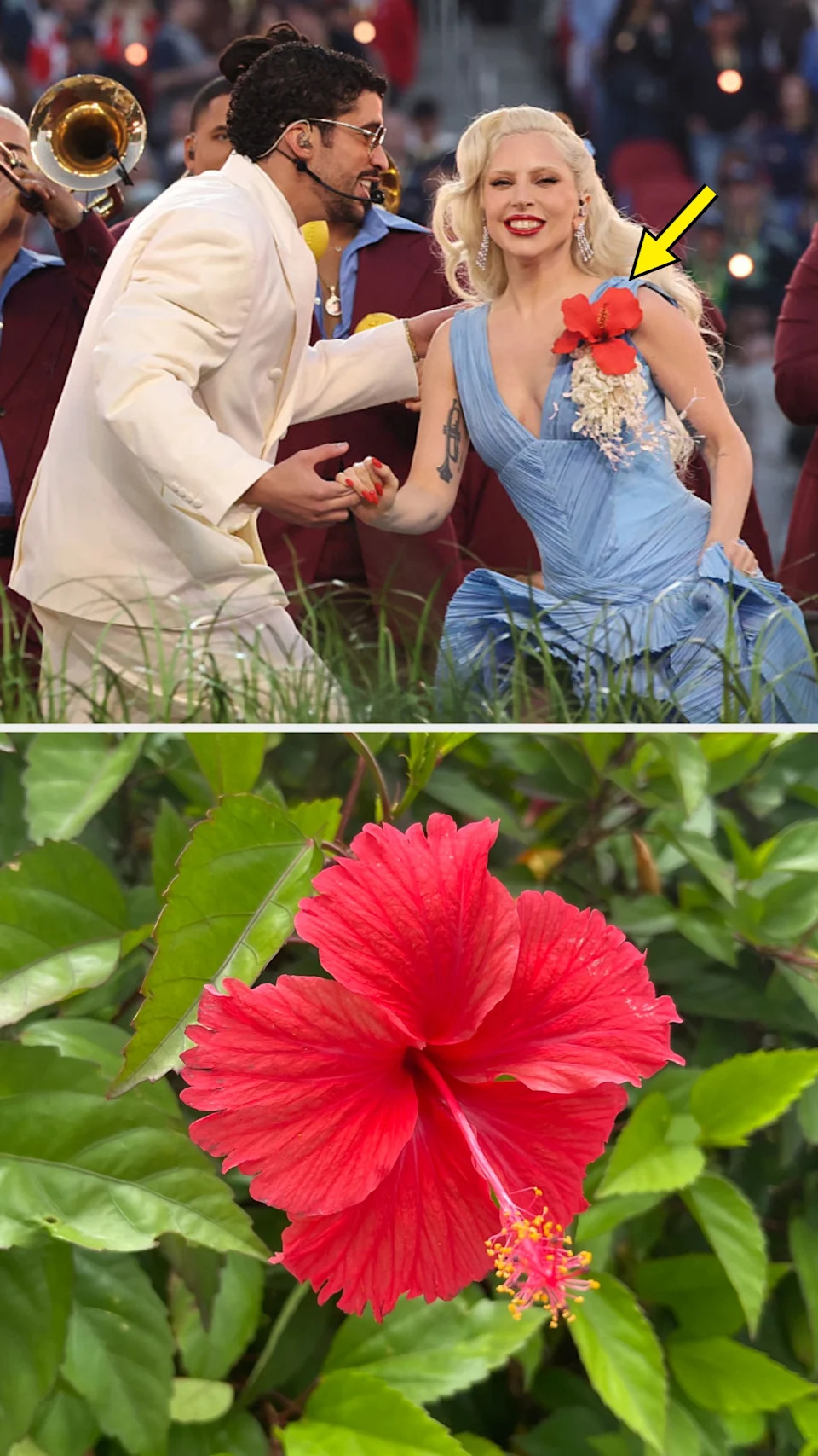 Bad Bunny and Lady Gaga at the 2026 Super Bowl; Flor de Maga flower