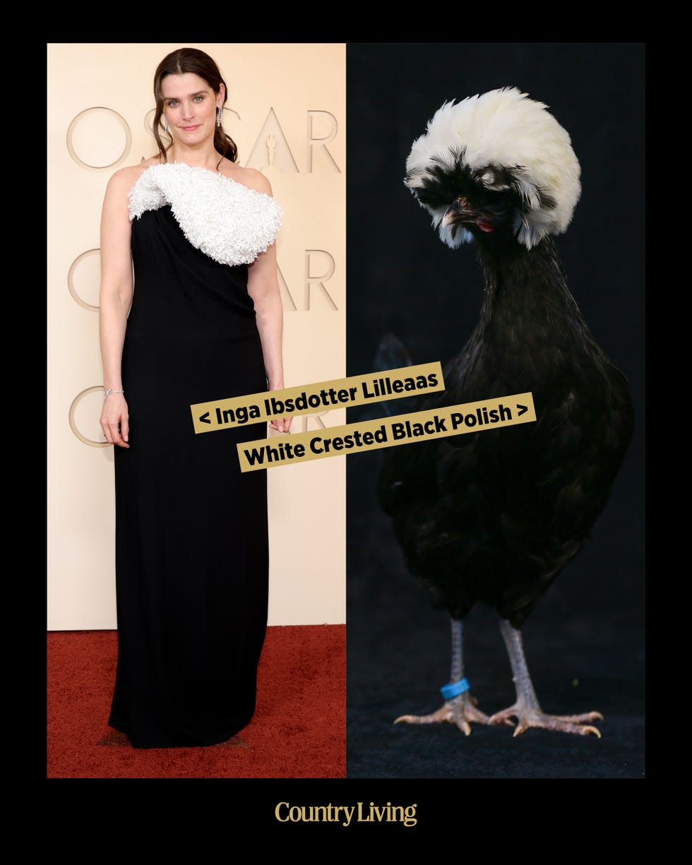 A woman in a black dress with a white ruffled shoulder next to a White Crested Black Polish chicken.