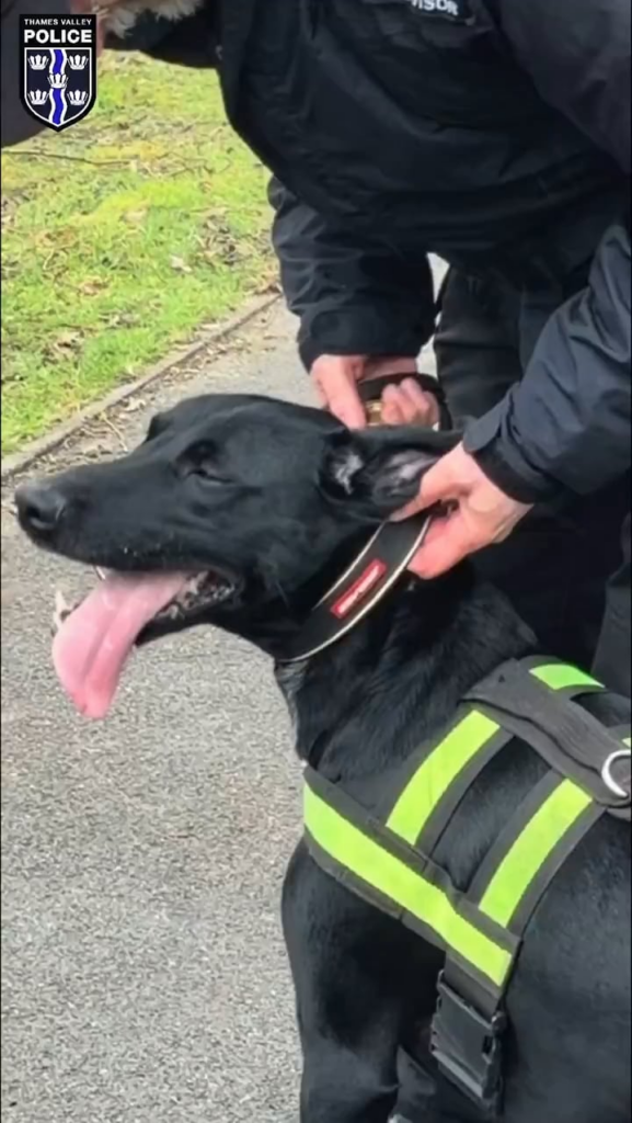 Berkshire police search dogs Sid and Cody train for upcoming Nigerian state visit Berkshire police search dogs Sid and Cody train for upcoming Nigerian state visit