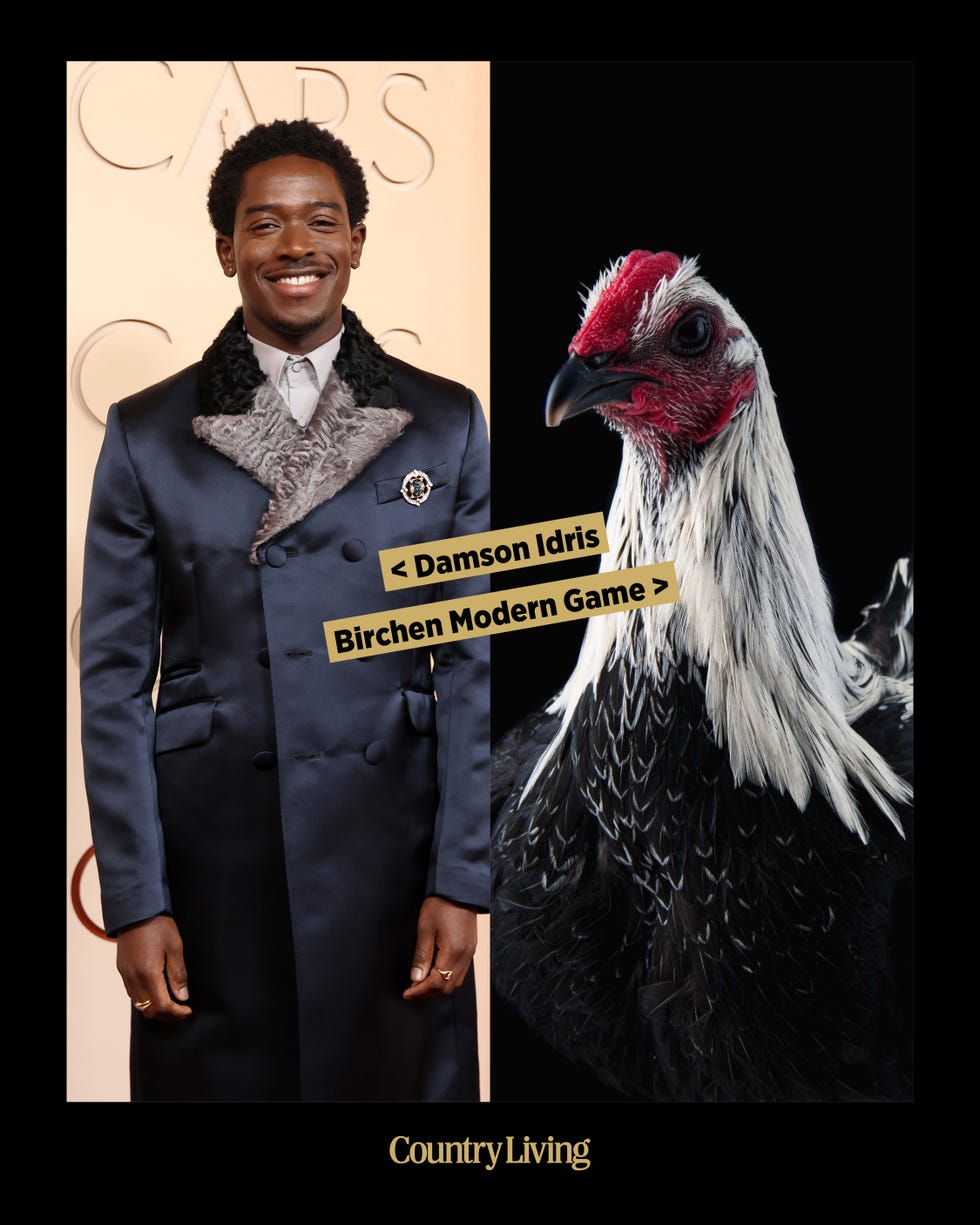 A fashionable individual in a dark coat beside a black and white rooster.
