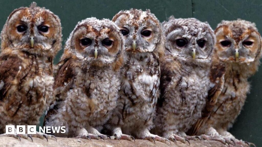 Stock image of five tawny owls