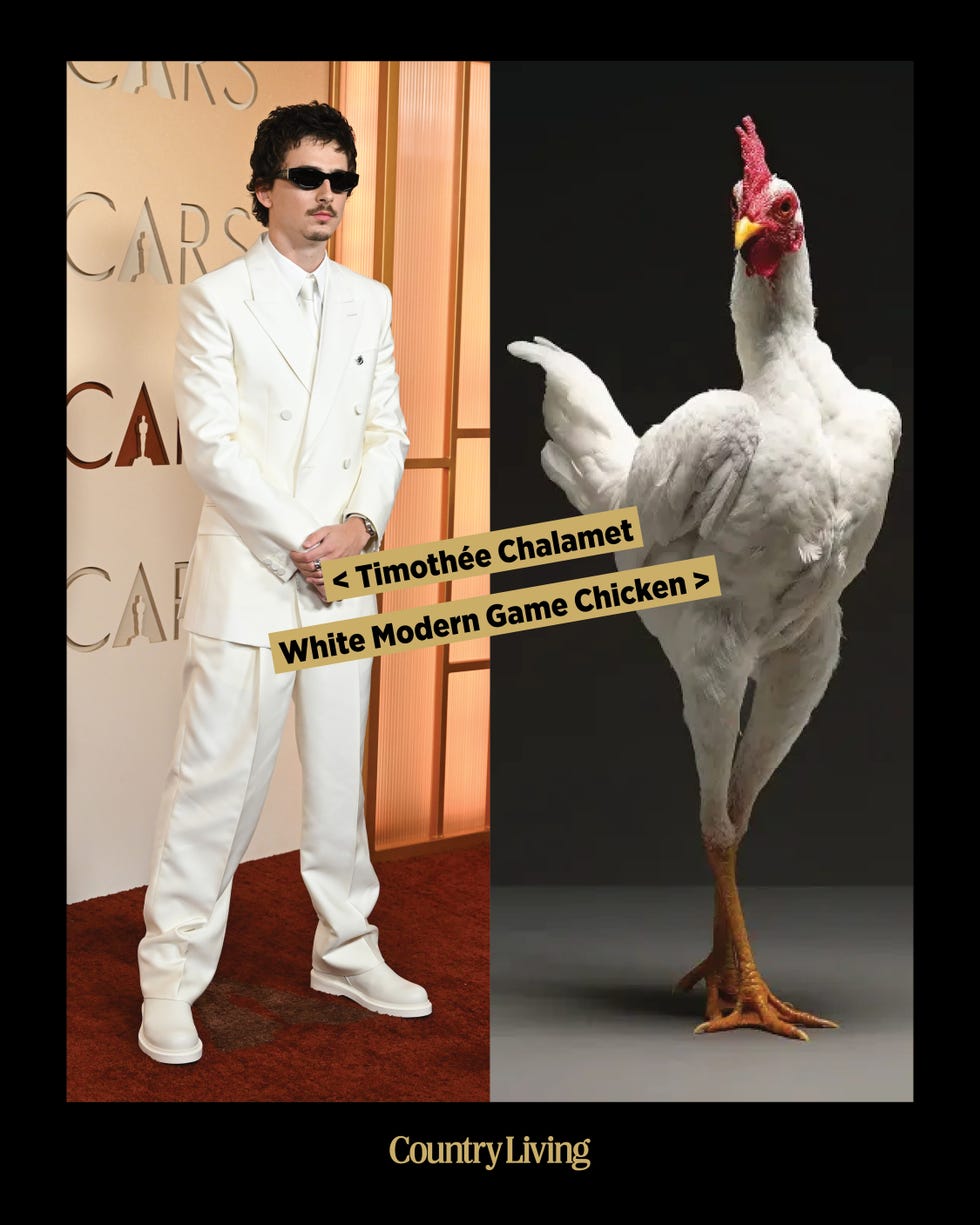 Celebrity next to a large white chicken.