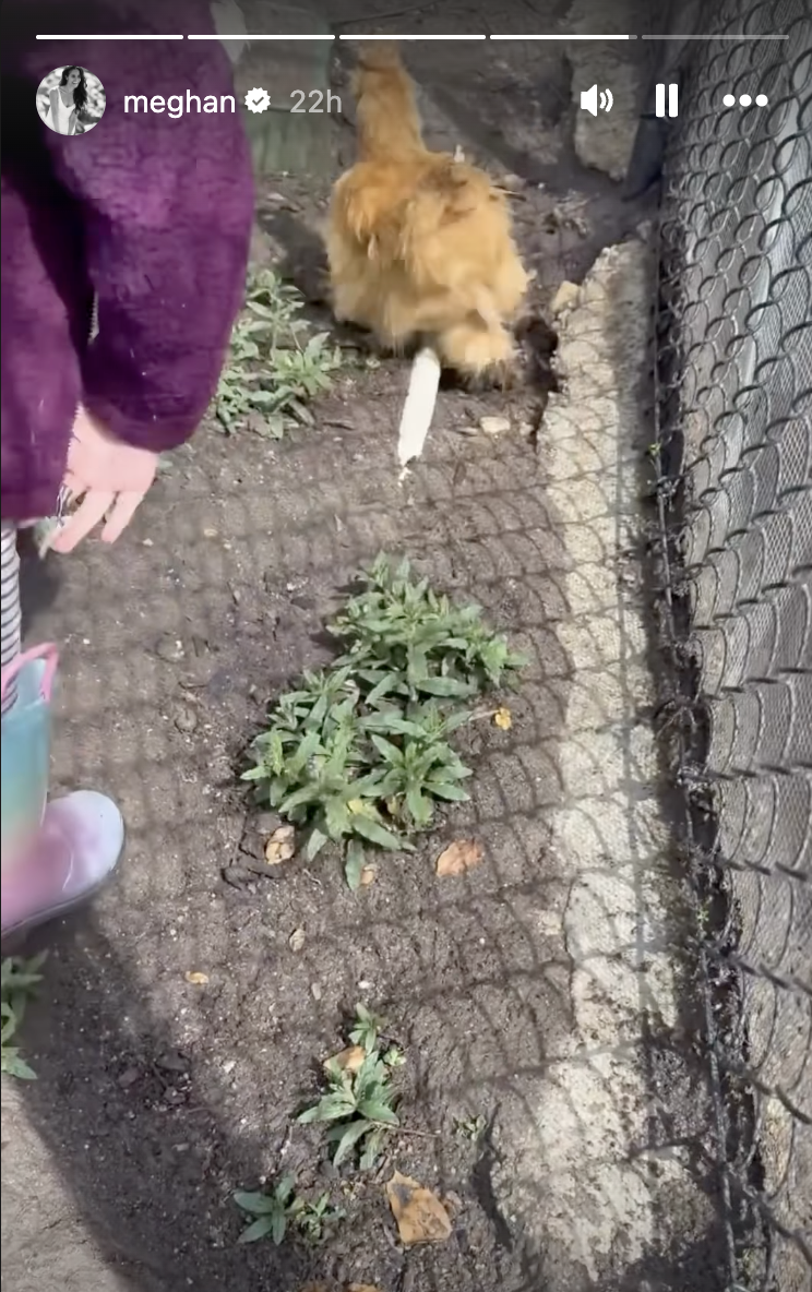 Princess Lilibet and a fluffy chicken