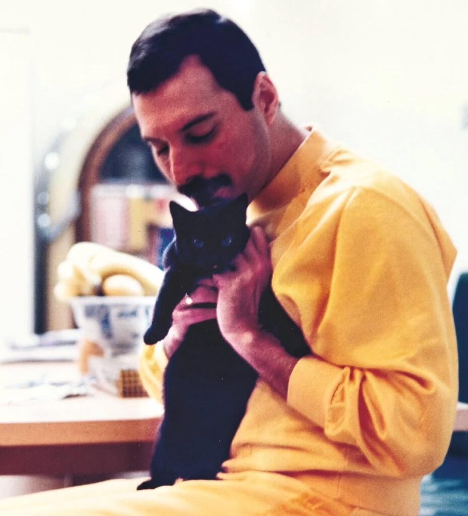 Appreciation post for the greatest love story in music: Freddie Mercury and his cats